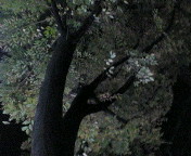 image/sayamayumi-2006-11-17T01:02:50-1.jpg