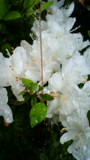 200805030652000.jpg
